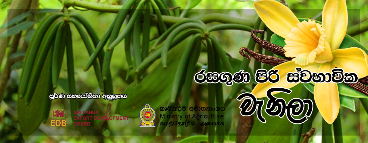 Natural Vanilla (Pvt) Ltd is Sri Lanka based company which has more than 20 years experience in Vanilla cultivation , curing, and marketing. 2017 We have sold around 1 Ton Vanilla beans to worldwide.
Now we are focusing to expand Vanilla cultivation in Sri Lanka. now we have 3000 farmers base but our main target is increase vanilla farmers to 25000 and curing 10 Tons in 2021. we are teaching, promoting Vanilla cultivation through give wines to farmers, Vanilla Education Exhibition, free home visits and teaching pollination, secure Vanilla Growing arias.