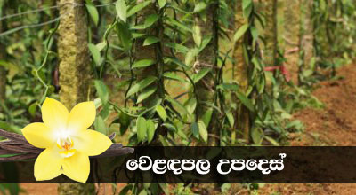 Natural Vanilla (Pvt) Ltd is Sri Lanka based company which has more than 20 years experience in Vanilla cultivation , curing, and marketing. 2017 We have sold around 1 Ton Vanilla beans to worldwide.
Now we are focusing to expand Vanilla cultivation in Sri Lanka. now we have 3000 farmers base but our main target is increase vanilla farmers to 25000 and curing 10 Tons in 2021. we are teaching, promoting Vanilla cultivation through give wines to farmers, Vanilla Education Exhibition, free home visits and teaching pollination, secure Vanilla Growing arias.