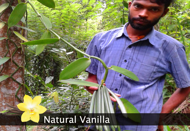 Natural Vanilla (Pvt) Ltd is Sri Lanka based company which has more than 20 years experience in Vanilla cultivation , curing, and marketing. 2017 We have sold around 1 Ton Vanilla beans to worldwide.
Now we are focusing to expand Vanilla cultivation in Sri Lanka. now we have 3000 farmers base but our main target is increase vanilla farmers to 25000 and curing 10 Tons in 2021. we are teaching, promoting Vanilla cultivation through give wines to farmers, Vanilla Education Exhibition, free home visits and teaching pollination, secure Vanilla Growing arias.